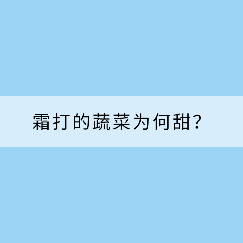 霜打的蔬菜為何甜？